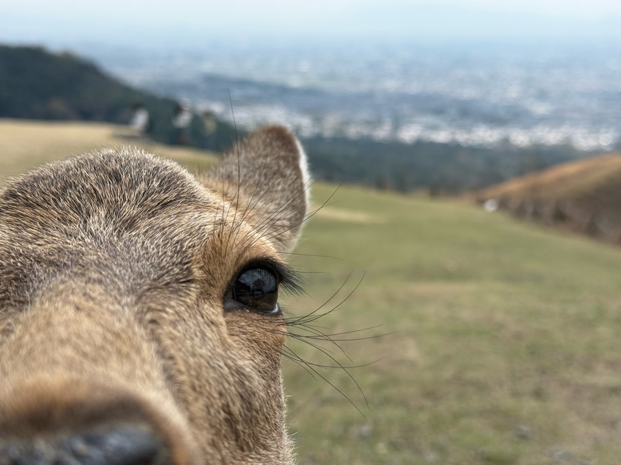 Breaking: Deutscher Mann in Nara assaulted